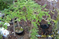 Jodła azjatycka pagodowa koreańska 18 letnia inna