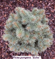 UNIKAT Świerk kłujący, srebrny 'Echo'