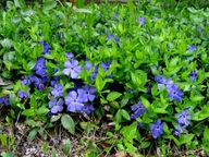 Barwinek POSPOLITY 100 SZTUK ŁADNE SADZONKI POD ZADARNIANIE DRZEW