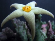 Kaktusy! - Piaranthus geminatus ES 13559 - RARYTAS!!!