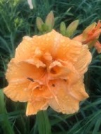 Liliowiec 'Contry Pride