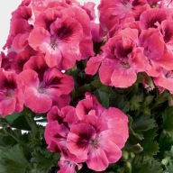 Pelargonia Grandiflora Aristo Salmon ANGIELSKA DUŻA