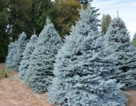 Świerk Srebrny Picea Pungens choinka wysokość 50-70cm