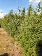 Świerk Serbski; 1 - 3 m; producent