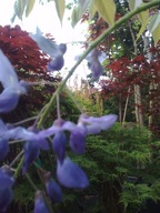 Wisteria niebieska glicynia karłowe drzewko inna