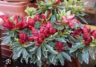 RODODENDRON azalia japońska,, HOT SHOT VARIEGATA''