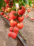 Retro Sadzonka Pomidorów