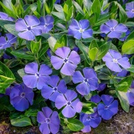 Barwinek ogrodowy 20 cm odporny na susze sadzonki 100 sztuk wieloletni