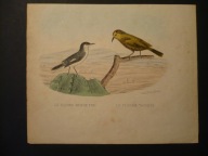 siwuszki ptaki, oryg. 1832 + akwarela