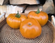 Pomidor ELSER FARM'S BROWN DERBY kolekcjonerskie nasiona pomidorów