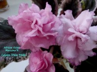 Fiołek afrykański @cięty liść @ Cajun's Dixie Pride @ standard