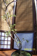 Wisteria niebieska glicynia szczepiona drzewo inna