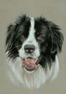 Landseer - Rysunek obraz na prezent - A4