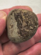 Skamieniałe koralowce algi glony agaty muszlowe