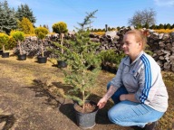 Cedr atlantycki 105cm