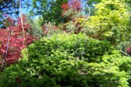 Świerk nidiformis 30 letni szczepiony w skrzyni okaz inny