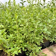 Jagoda Goji 'Big Berry' Duże owoce (Lycium barbarum) w doniczce P13