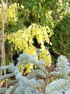 Jodła hiszpańska niwak pagodowy karłowa świerk cyprys modrzew sosna inna