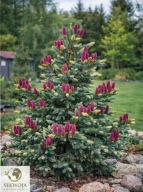 OGROMNA OZDOBA Świerk ajański 'Howell’s Dwarf Tigertail' Picea jezoensis