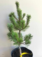 Sosna górska MOPS szczepiona gęsty, kulisty pokrój