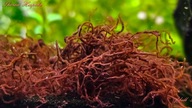 Thorea Hispida (czerwony Krasnorost) unikat od fibell