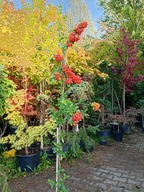 Ognik kolumna szczepiona pieny wąska tarasowa inny