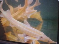 Jesiotry ( albinosy)