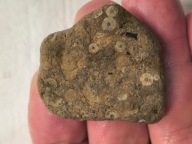 Skamieniałe koralowce algi glony agaty muszlowe