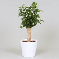 Fikus benjamin natasha ficus drzewko z jutą SADZONKA 30 cm