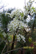 Grusza wąska jadalna szczepiona japońska inna