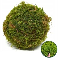 kula z mchu dekoracyjna XXL 20cm naturalna ozdobna komunia wesele na stół