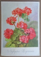 POCZTÓWKA - MACIEJ NEHRING - PELARGONIE - grafika autorska pocz. lat 60-ych