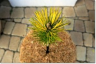 Pinus mugo 'Ombre' - !!!