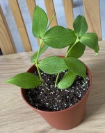 CAŁA Hoya Polyneura ze ZDJĘCIA