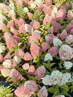 Hortensja bukietowa 'Petite Cherry' sadzonki poj.3l