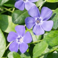 BARWINEK POSPOLITY sadzonki z gołym korzeniem 50 szt wieloletni