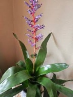 Bromelia kolorowa-jak kakadu