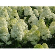 Hortensja Bukietowa Żółto-Seledynowa - mega piękne kwiaty