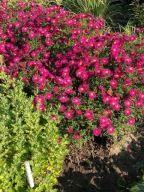 ASTER WINSTON CHURCHIL bordowe kwiaty w dużej masie PRZEPIĘKNY sadzonki