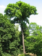 Jesion wyniosły sadzonka