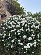 róża biała Rose multiflora sadzonka doniczce 30 cm P9 miododajna ogrodowa