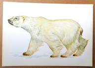 POCZTÓWKA - NIEDŹWIEDŹ BIAŁY - BOHDAN BERG grafika autorska pocz. lat 70ych