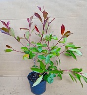 GŁOGOWNIK Red Robin ZIMOZIELONY ROZKRZEWIONY