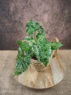 Syngonium podophyllum 'Mottled Mojito' zroślicha SADZONKA 25 cm