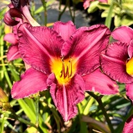 Liliowiec 'Night Whispers' W DONICZCE 2L (Hemerocallis) Fioletowy