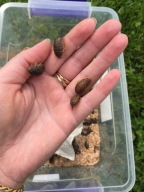 Dubia dubie karaczany argentyńskie 2-2,5cm 100sztuk