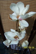 Magnolia kremowa orientalna stary okaz zapach inna