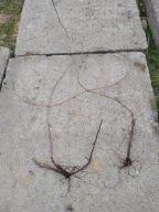 WINOBLUSZCZ pięciolistkowy dzikie wino BLUSZCZ