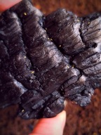 Ceratophysella isabellae yellow albino- RZADKIE SKOCZOGONKI - żółty skoczek