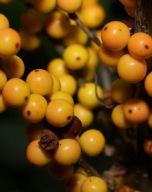 Ostrokrzew Golden Girl (ilex x maservae 'Golden Girl') C2 60cm